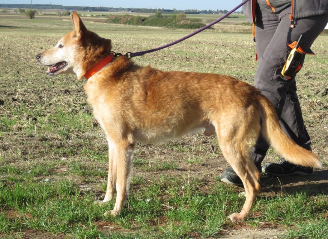 Scrappy - Chien Berger à adopter - photo 3
