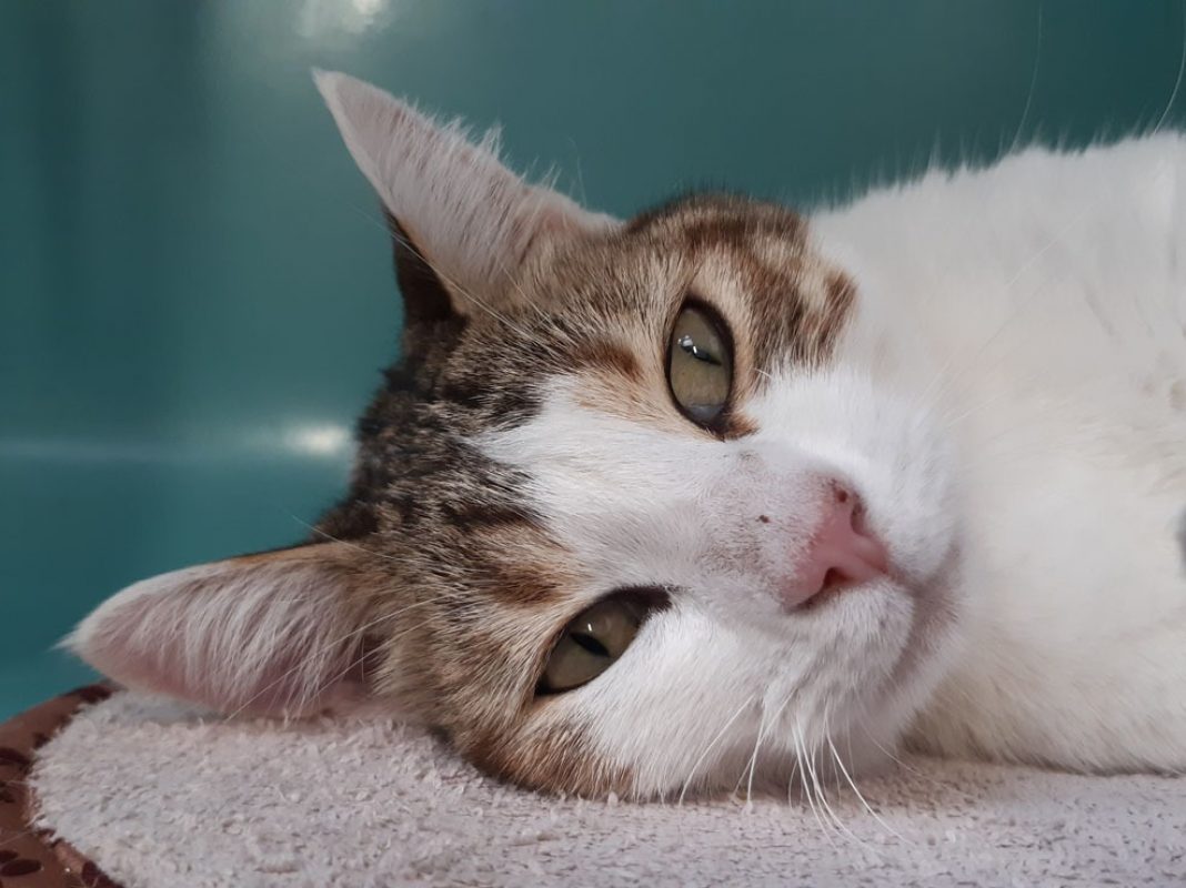 Cajoline - Chat Européen à adopter