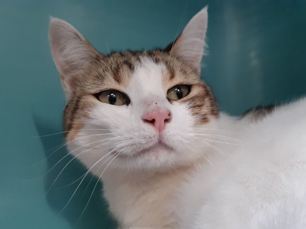 Cajoline - Chat Européen à adopter - photo 2