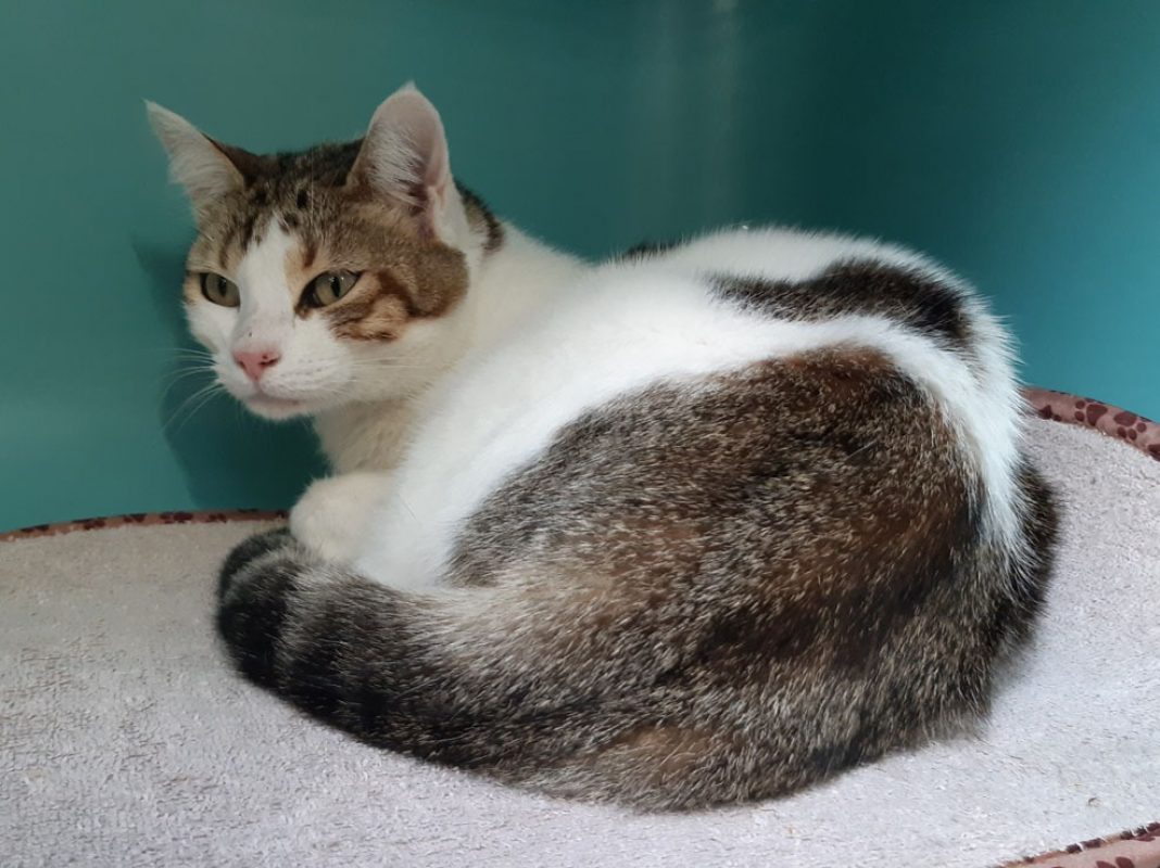 Cajoline - Chat Européen à adopter - photo 3