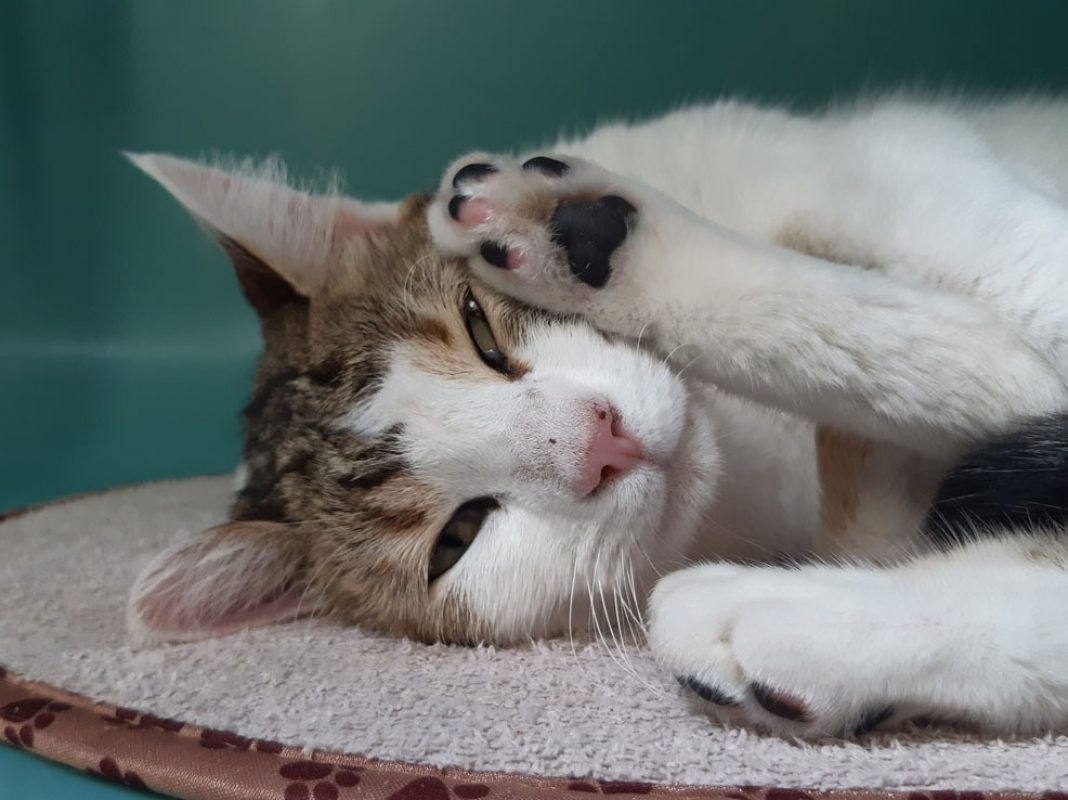 Cajoline - Chat Européen à adopter - photo 4