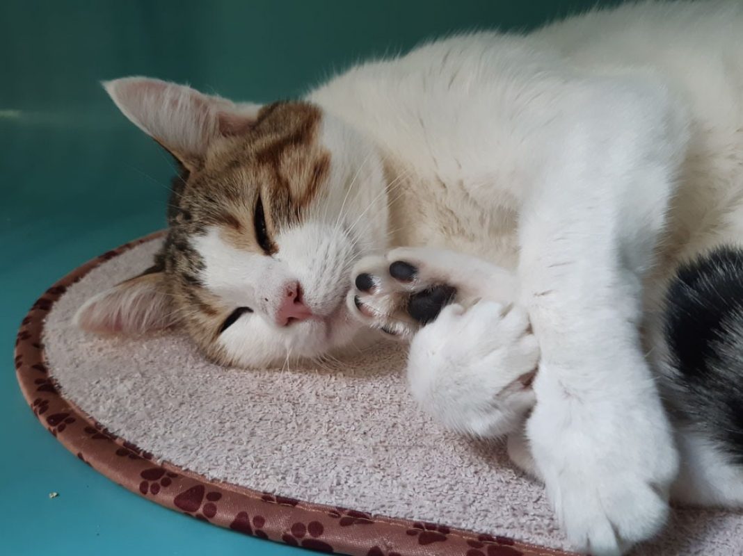 Cajoline - Chat Européen à adopter - photo 6