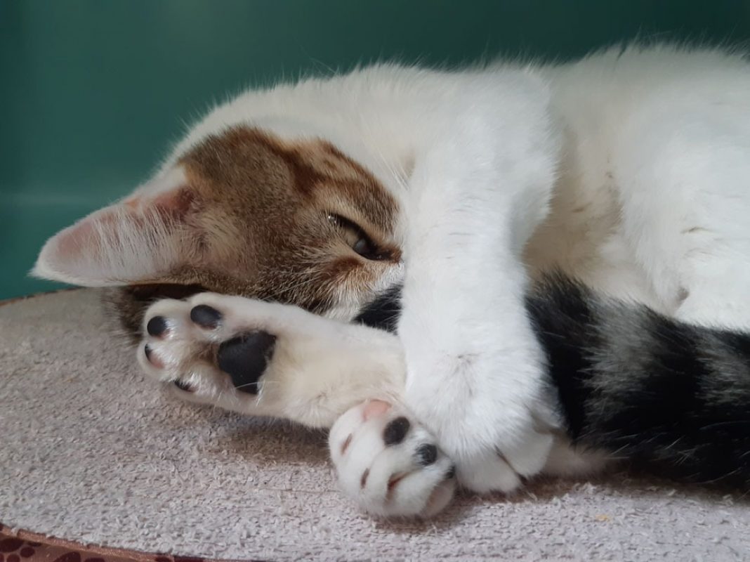 Cajoline - Chat Européen à adopter - photo 7