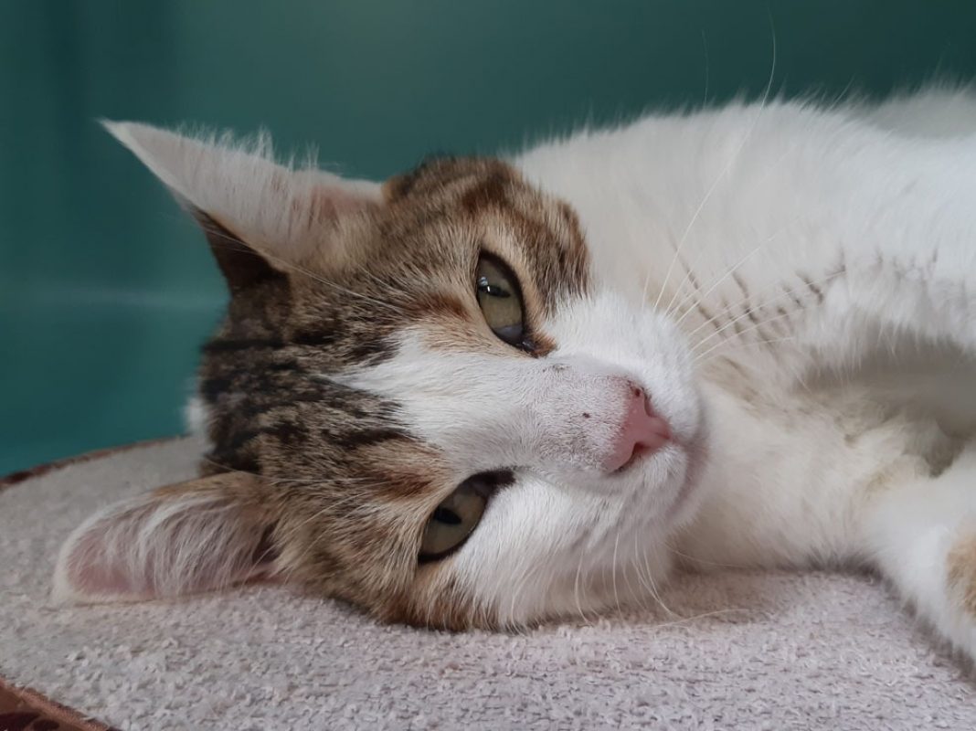 Cajoline - Chat Européen à adopter - photo 8