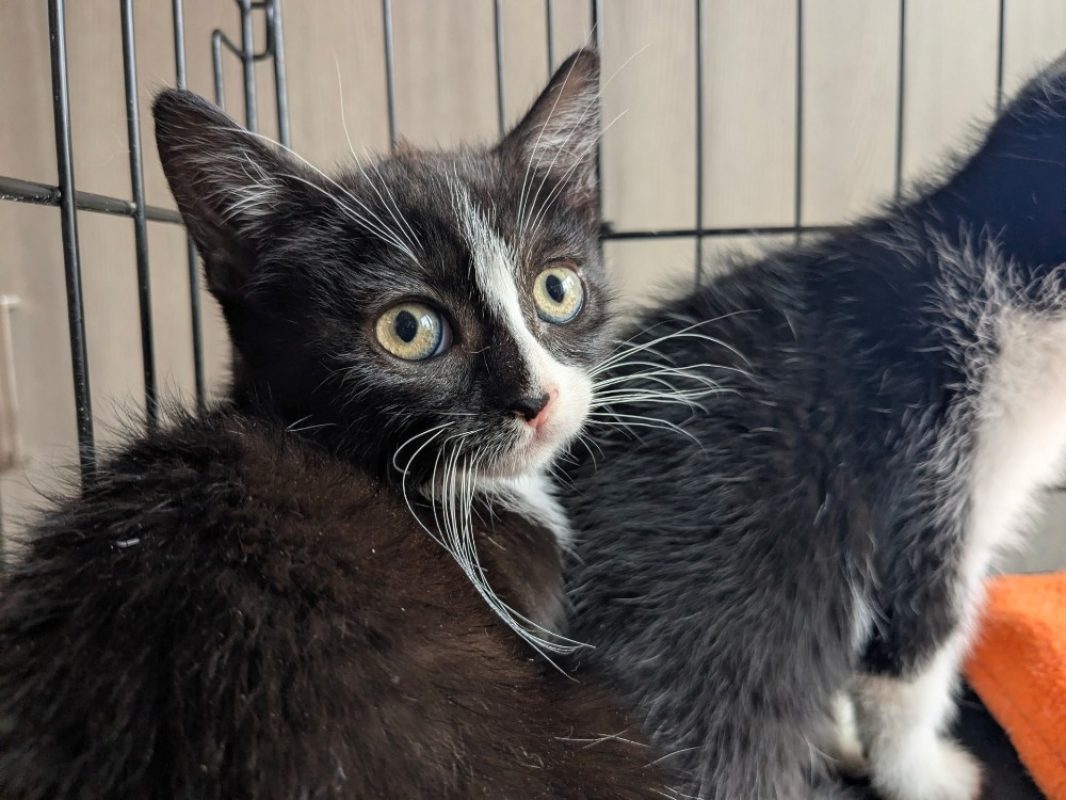Sable - Chat Européen à adopter