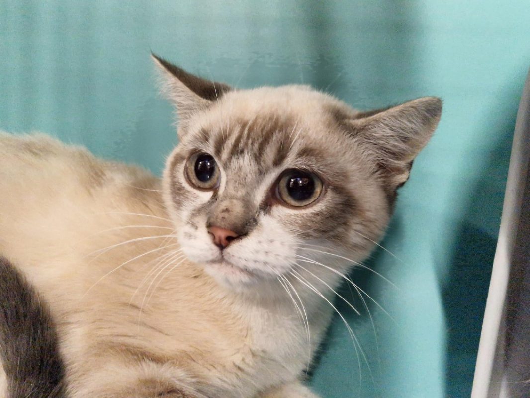 Poudre - Chat Européen à adopter - photo 2