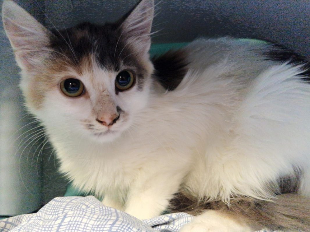 Pelta - Chat Européen à adopter