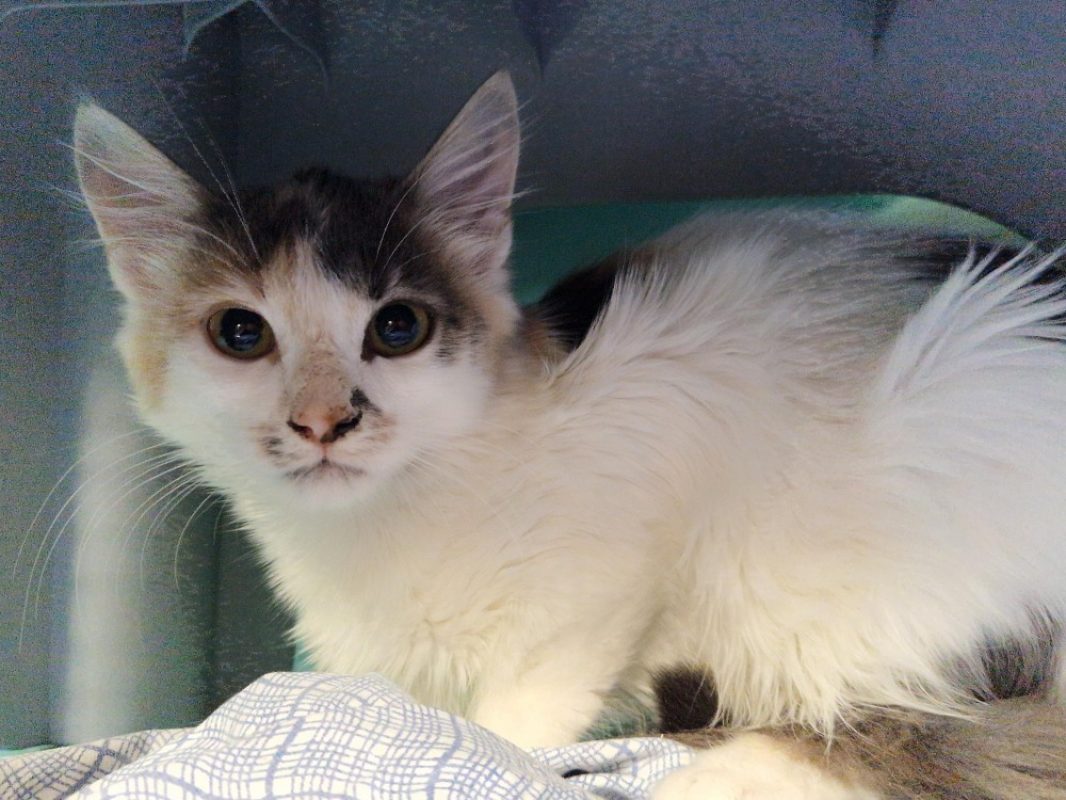 Pelta - Chat Européen à adopter - photo 2