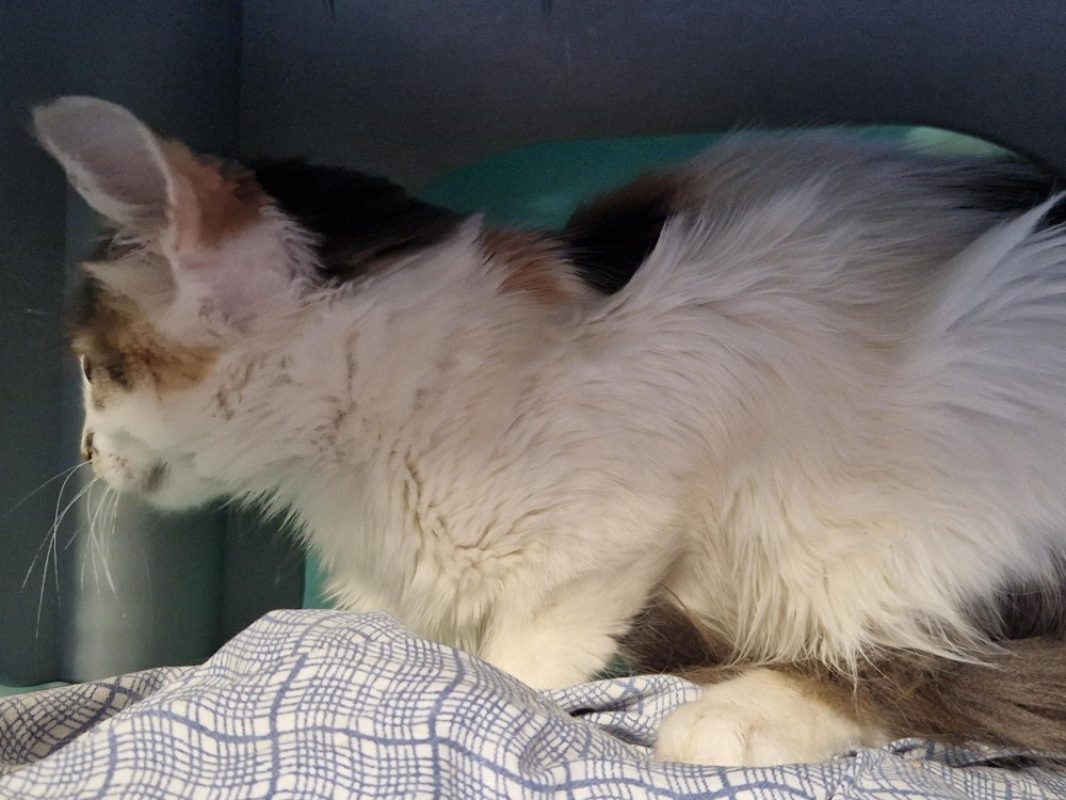 Pelta - Chat Européen à adopter - photo 3