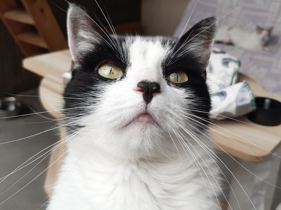 Pista - Chat Européen à adopter