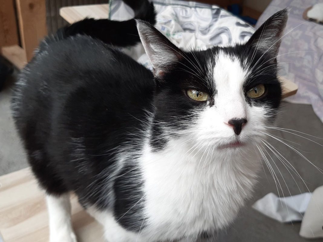 Pista - Chat Européen à adopter - photo 2