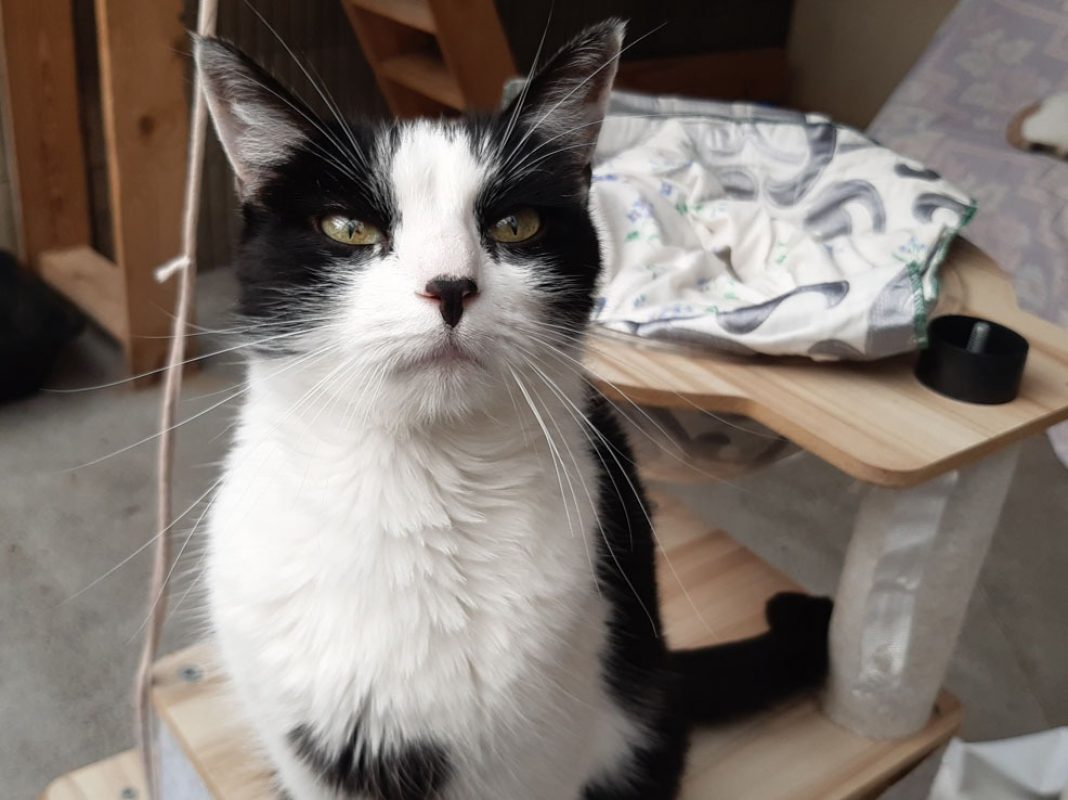 Pista - Chat Européen à adopter - photo 3