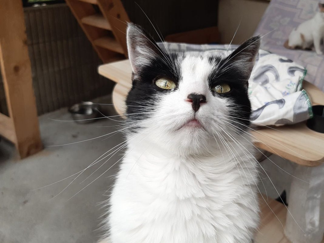 Pista - Chat Européen à adopter - photo 4