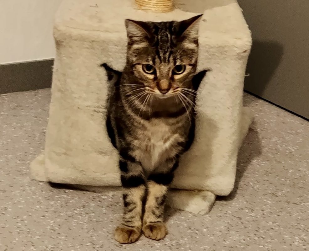 Muscade - Chat Européen à adopter