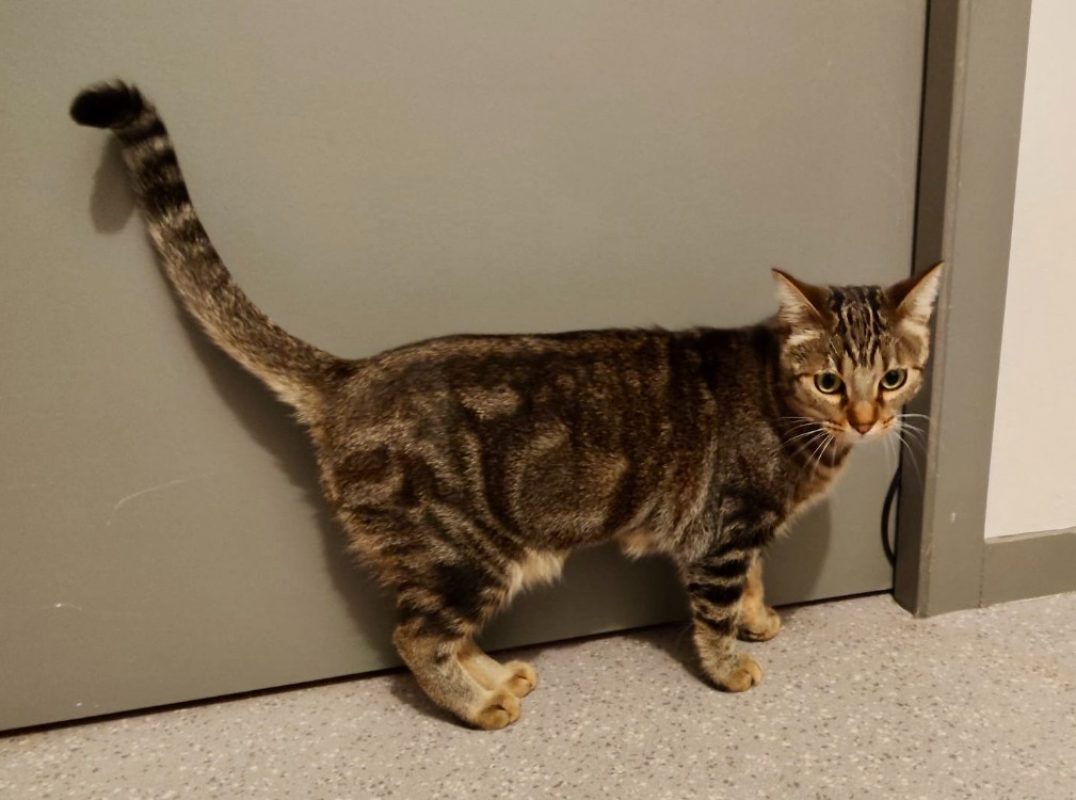 Muscade - Chat Européen à adopter - photo 2