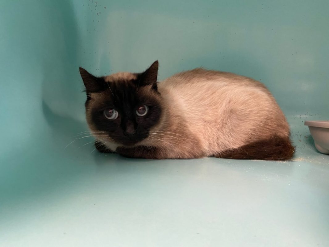 Anong - Chat Européen à adopter
