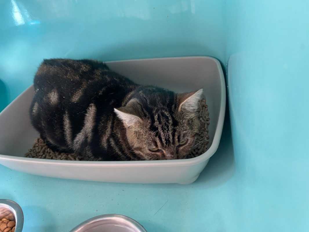 Mani - Chat Européen à adopter