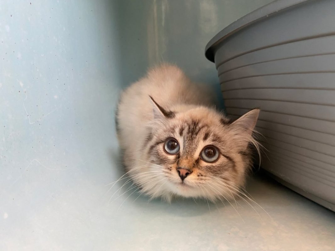 Sunee - Chat Européen à adopter