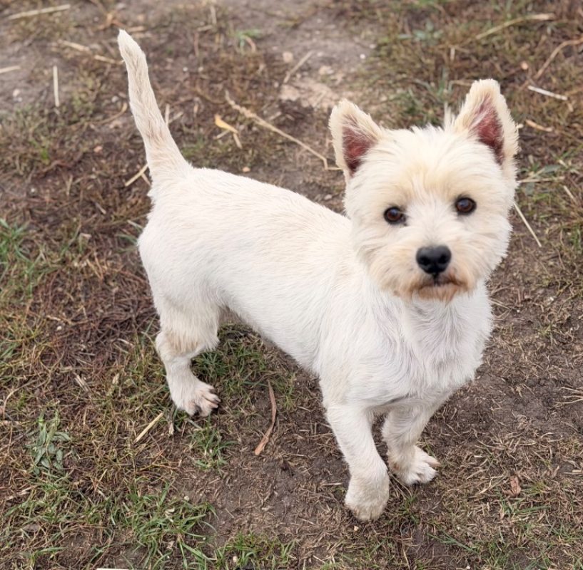 Rusty - Chien West Highland White Terrier à adopter
