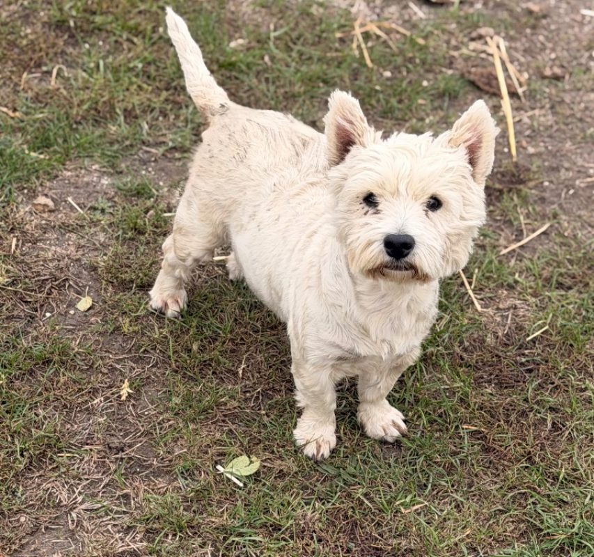 Snow - Chien West Highland White Terrier à adopter