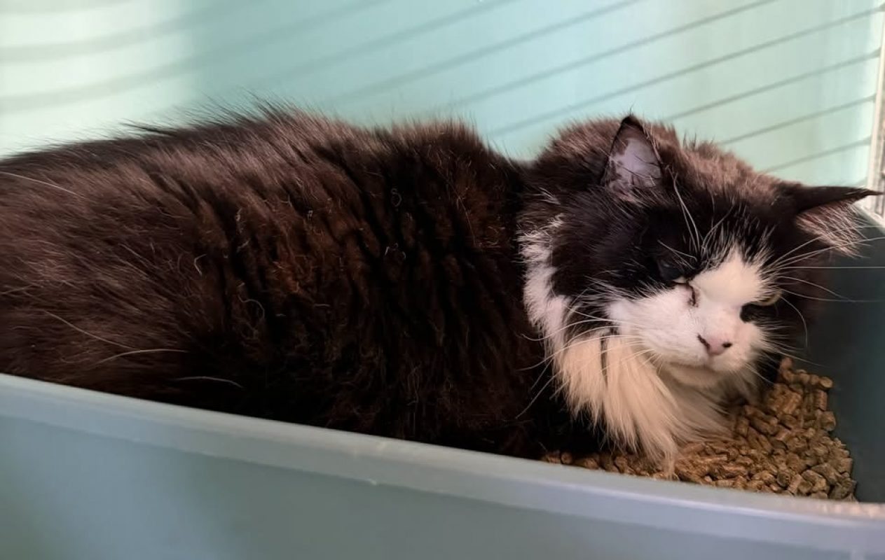 Minette poska - Chat Européen à adopter