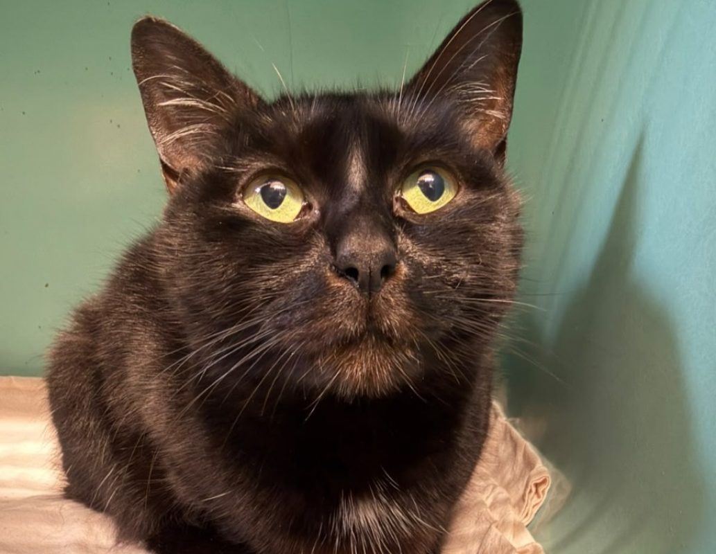 Molaire - Chat Européen à adopter