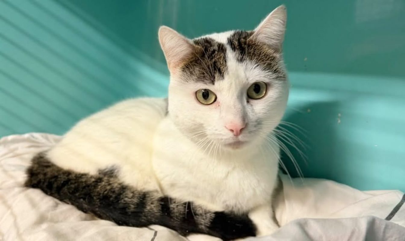 Valyn - Chat Européen à adopter