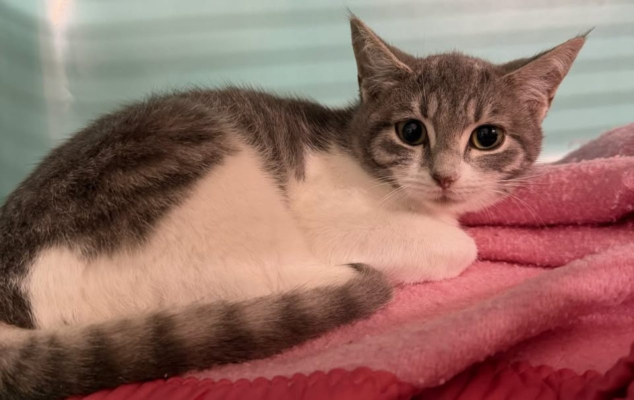 Mochi - Chat Européen à adopter