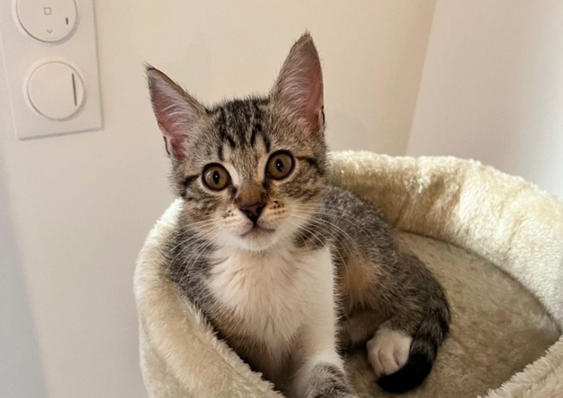 Suki - Chat Européen à adopter