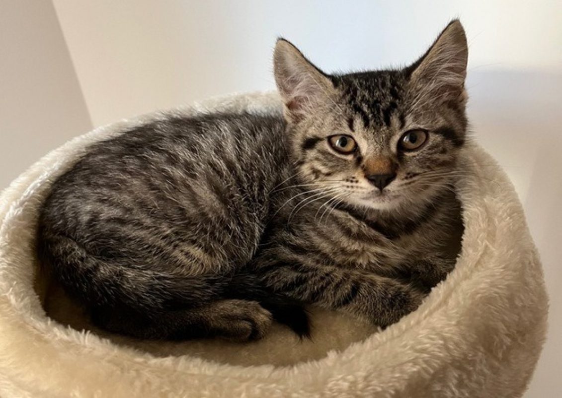 Yoshi - Chat Européen à adopter