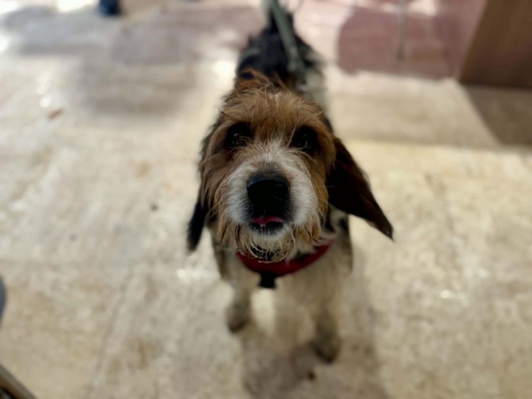 Bounty - Chien Briquet Griffon Vendéen à adopter