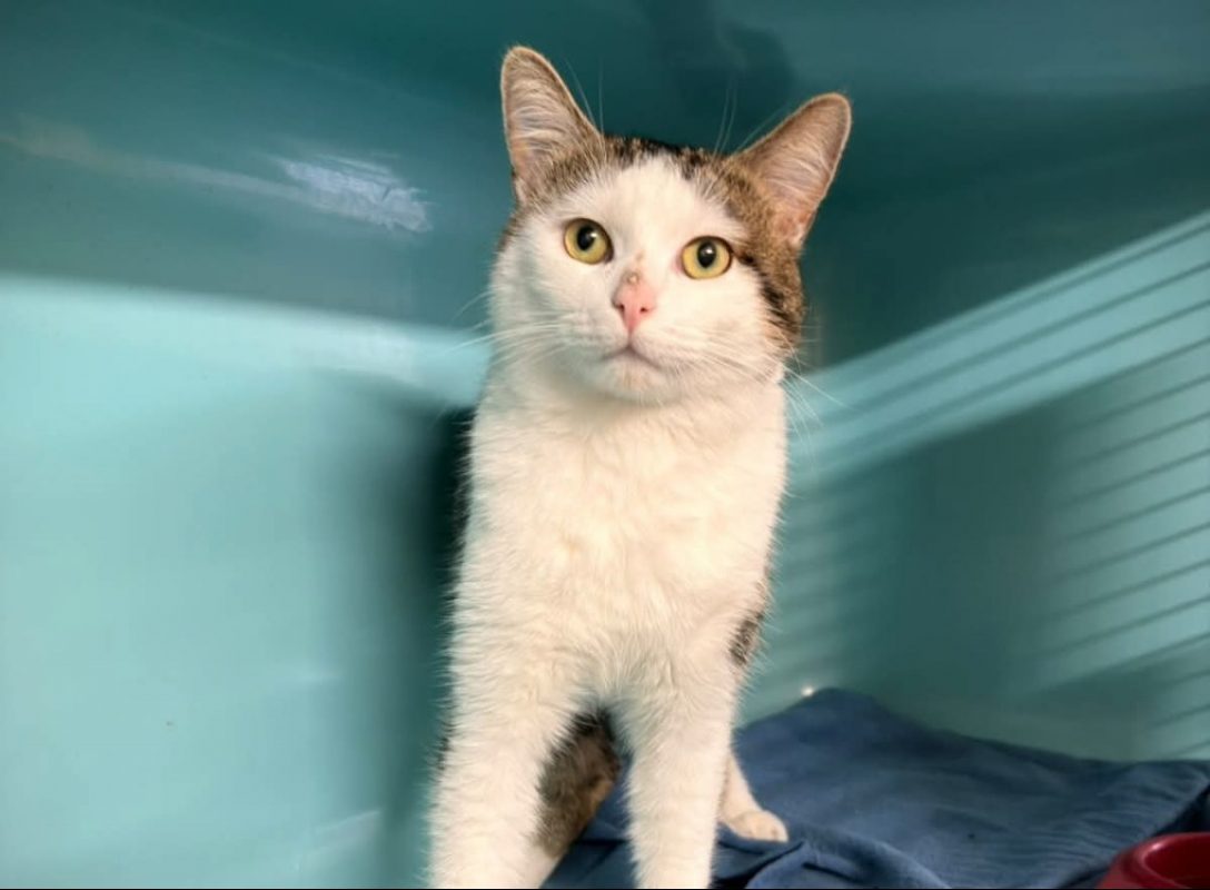 Belikon - Chat Européen à adopter