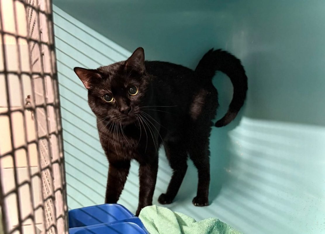 Onyx - Chat Européen à adopter
