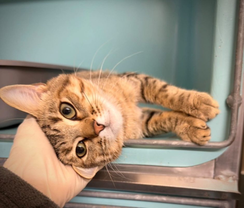Kingfisher - Chat Européen à adopter