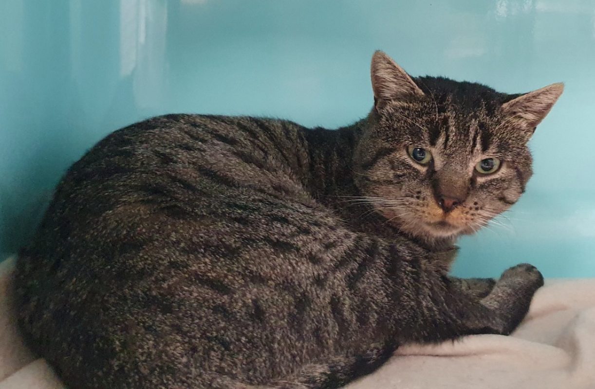 Yoron - Chat Européen à adopter