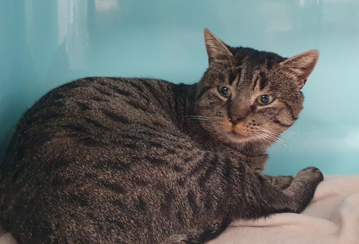 Yoron - Chat Européen à adopter - photo 2