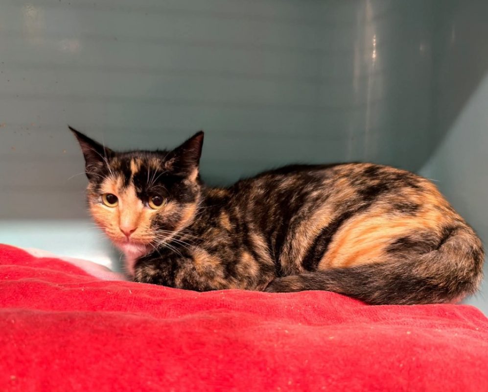 Saeris - Chat Européen à adopter