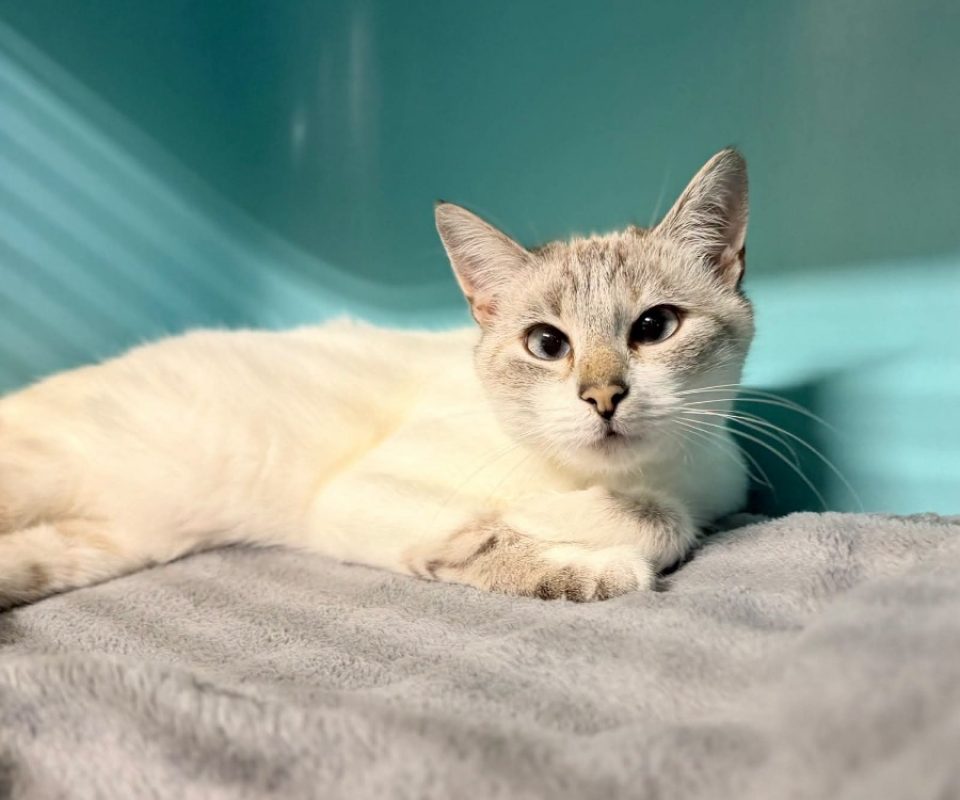 Chutchut - Chat à adopter