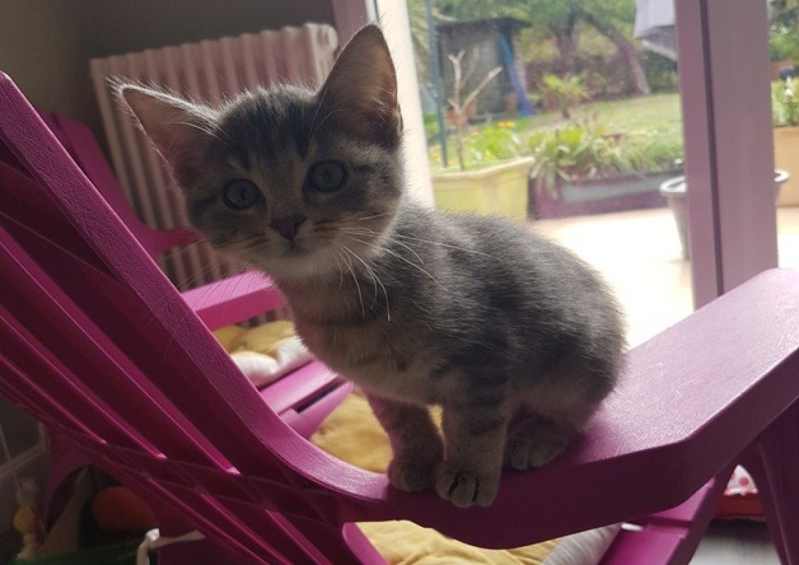 Persil - Chat Européen à adopter