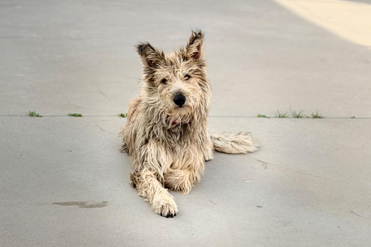 Velma - Chien à adopter