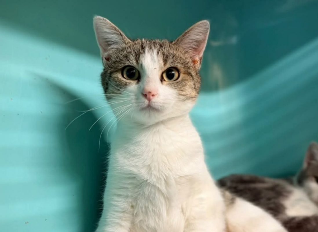 Moussa - Chat à adopter