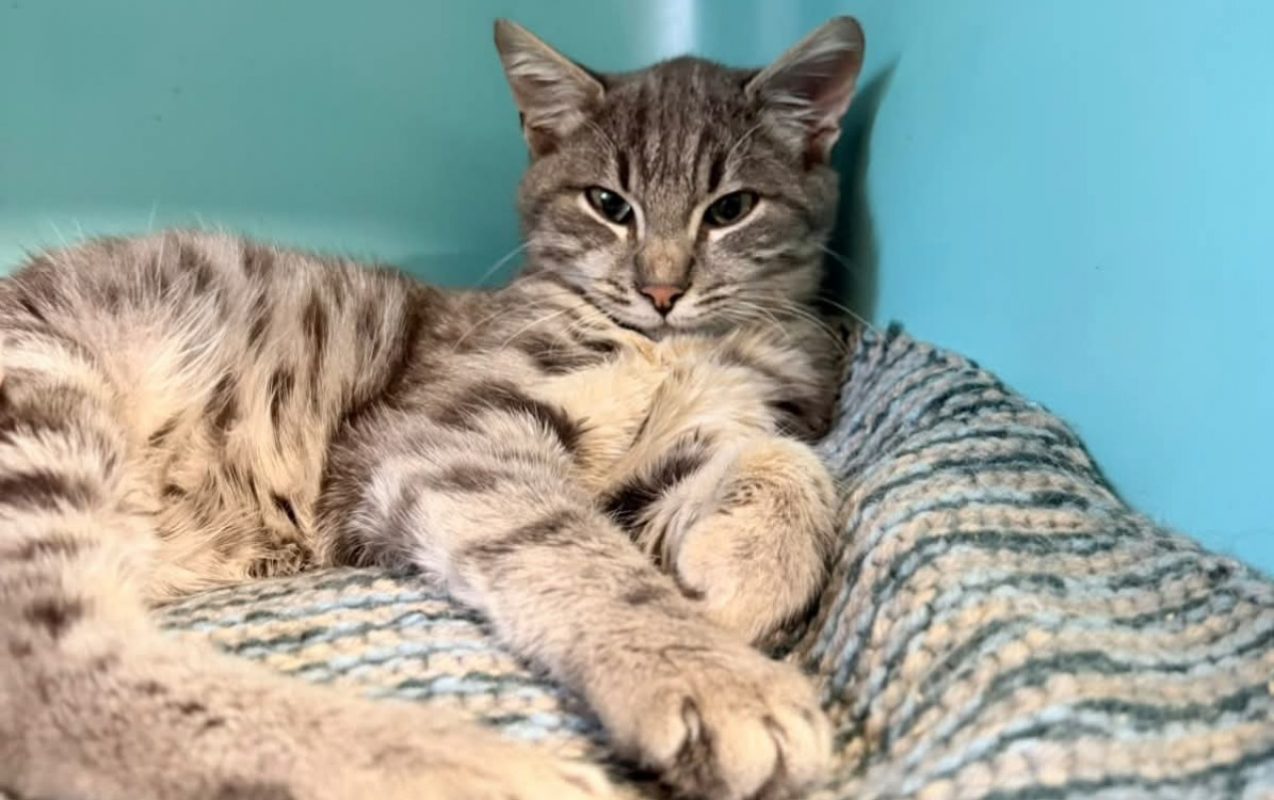 Az - Chat à adopter