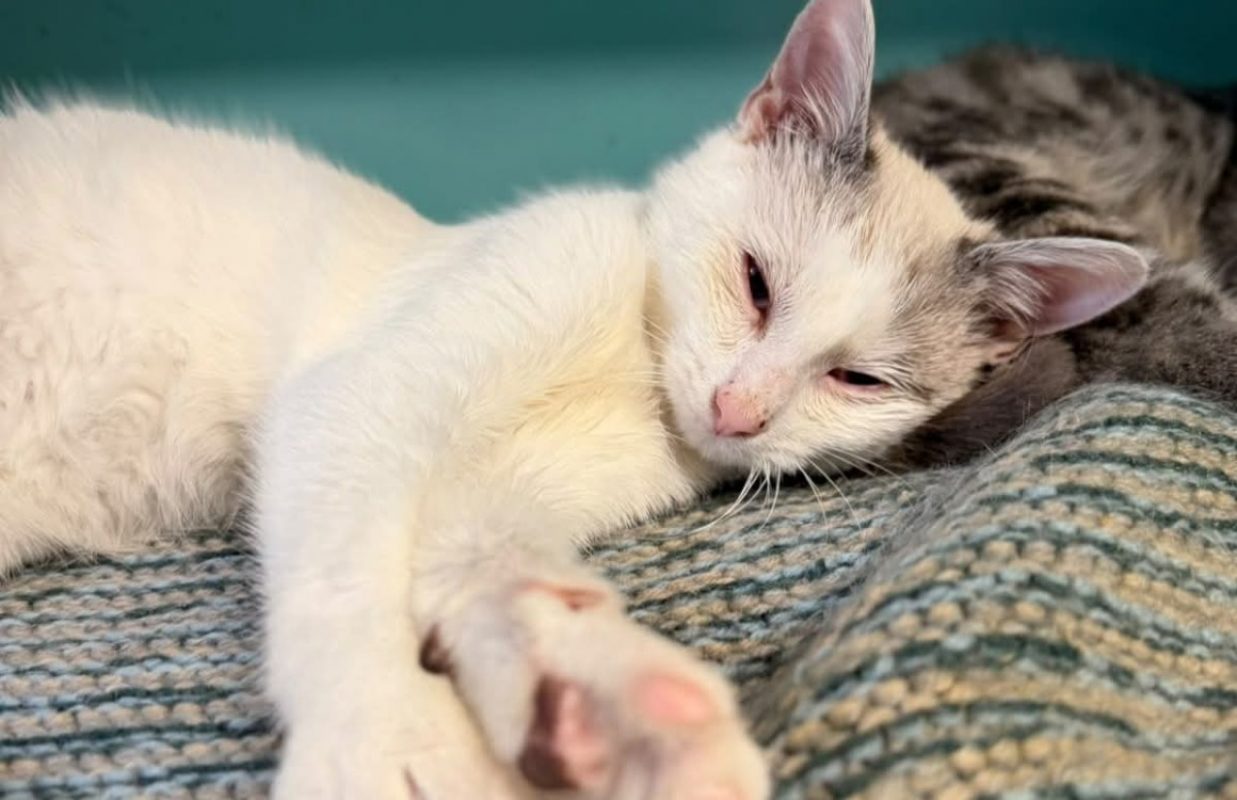 Blanco - Chat à adopter