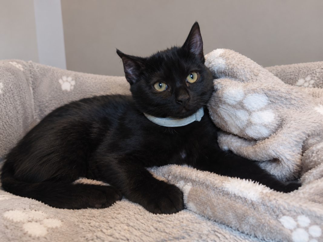 Baya - Chat Européen à adopter