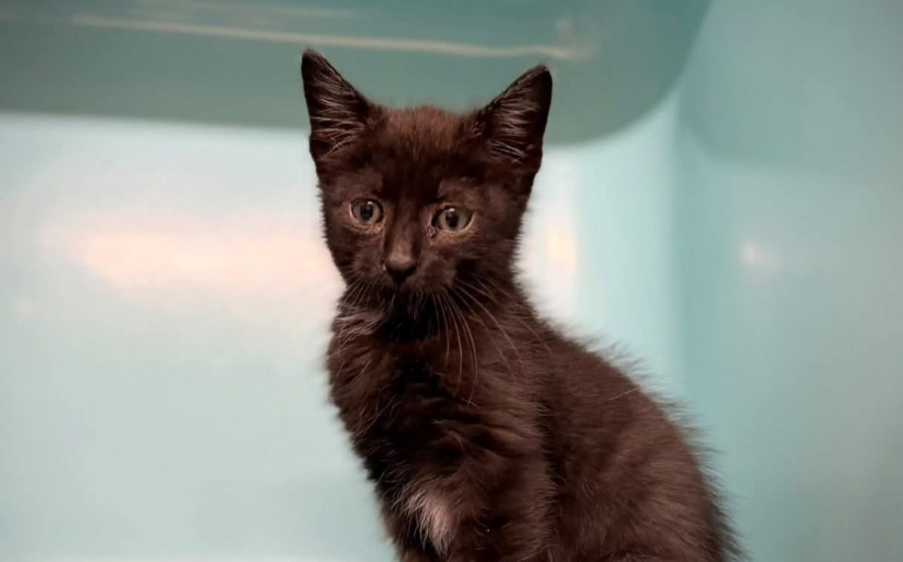 Casteel - Chat Européen à adopter
