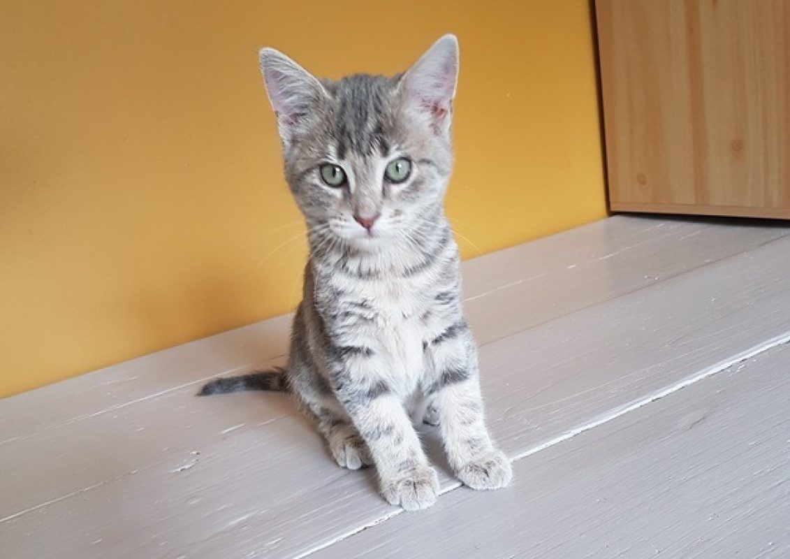 Ciboulette - Chat Européen à adopter
