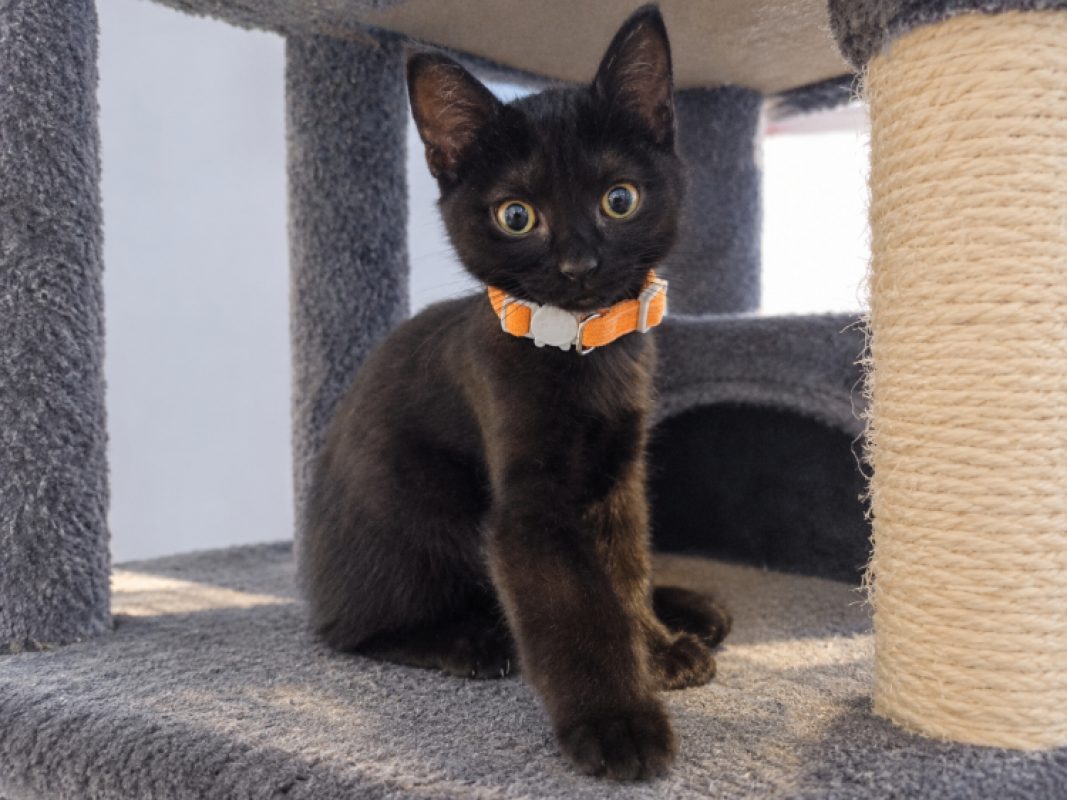 Bloom - Chat Européen à adopter