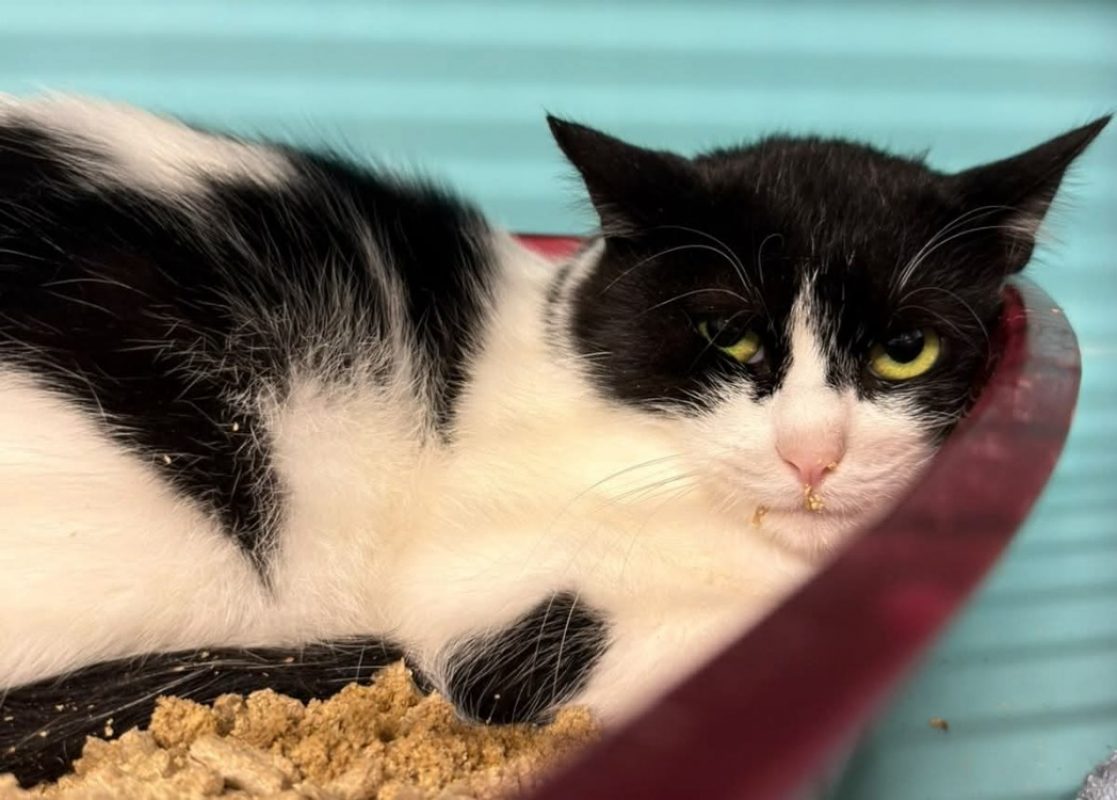 Sera - Chat Européen à adopter