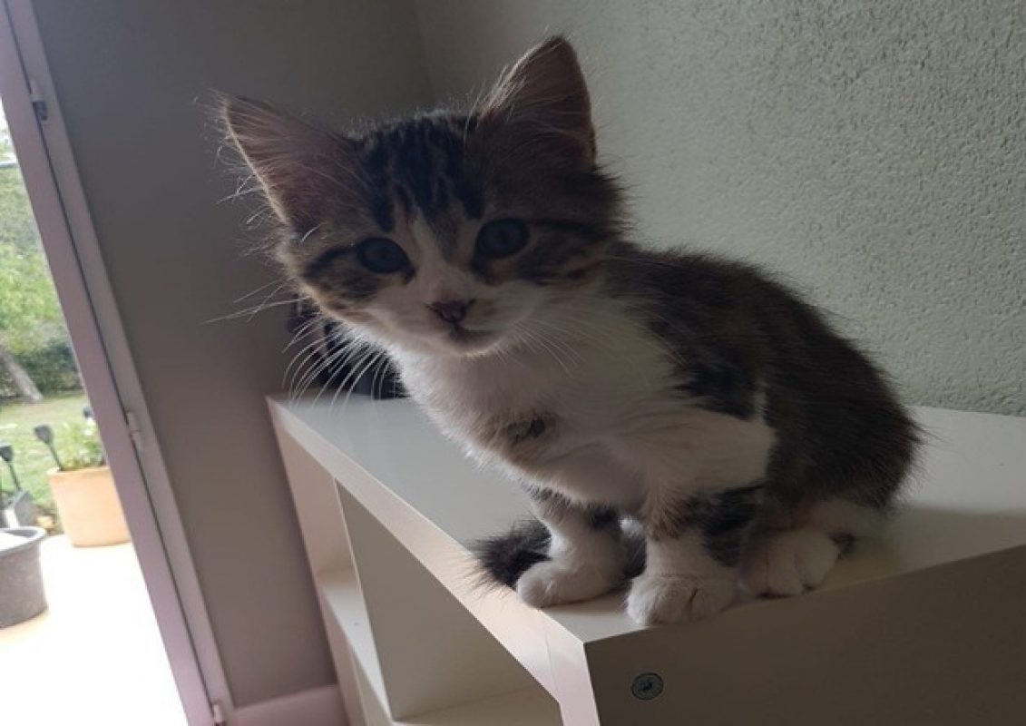 Safran - Chat Européen à adopter