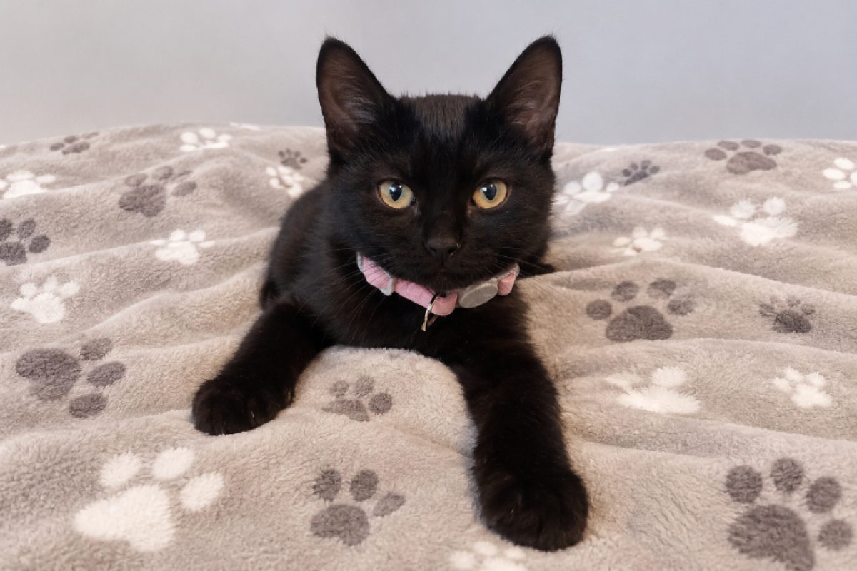 Bulle - Chat Européen à adopter